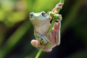 Riesenmakifrosch (Kambo) sitzt auf grünem Ast